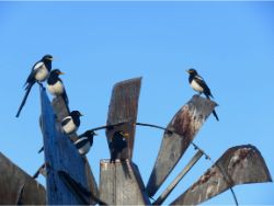 Yellow-billed Magpies